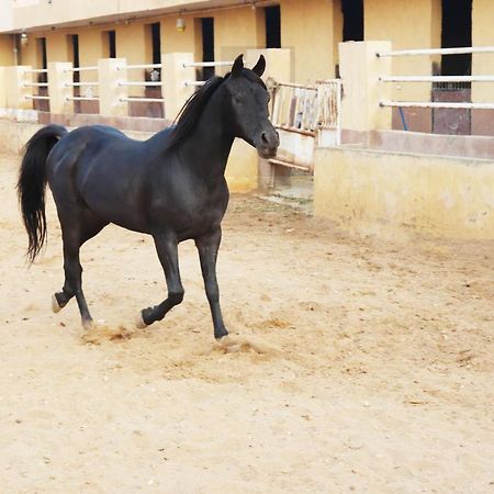 קהיר The Farm - Hotel & Horse Riding מראה חיצוני תמונה