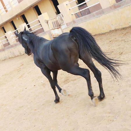 קהיר The Farm - Hotel & Horse Riding מראה חיצוני תמונה