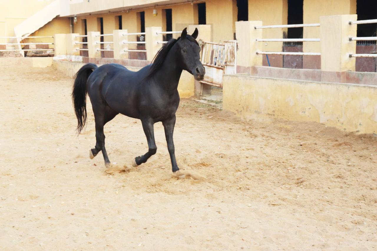 קהיר The Farm - Hotel & Horse Riding מראה חיצוני תמונה