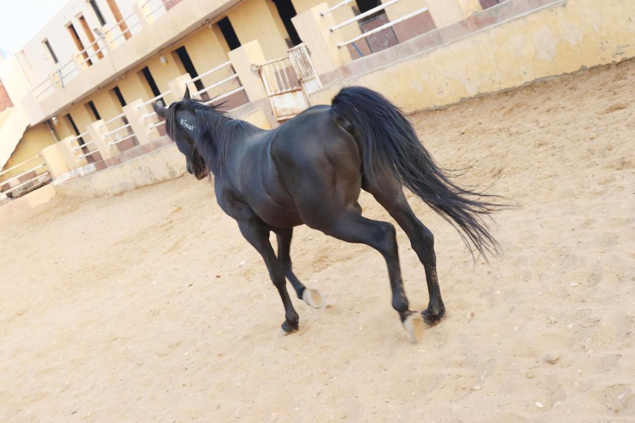 קהיר The Farm - Hotel & Horse Riding מראה חיצוני תמונה